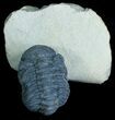 Very Bumpy and Detailed Phacops Trilobite #6119-1